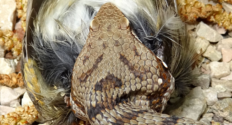 un colpo....di fortuna (Vipera aspis con preda)